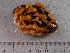  ( - HMSC174_02789)  @11 [ ] CreativeCommons - Attribution Share-Alike (2024) Unspecified Huntsman Marine Science Centre