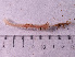 ( - HMSC174_02805)  @11 [ ] CreativeCommons - Attribution Share-Alike (2024) Unspecified Huntsman Marine Science Centre