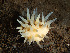  ( - HMSC174_02813)  @11 [ ] CreativeCommons - Attribution Share-Alike (2024) Unspecified Huntsman Marine Science Centre