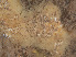  ( - Quoddy 144)  @11 [ ] CreativeCommons - Attribution Share-Alike (2025) Unspecified Huntsman Marine Science Centre