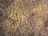  ( - Quoddy 151)  @11 [ ] CreativeCommons - Attribution Share-Alike (2025) Unspecified Huntsman Marine Science Centre