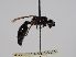  ( - NHMW-HYM 2901)  @11 [ ] Copyright (2020) Natural History Museum Vienna Natural History Museum Vienna
