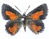  ( - Aloeides-499)  @11 [ ] by-nc-sa (2020) Jeremy Dobson Unspecified