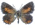  ( - Aloeides-500)  @11 [ ] by-nc-sa (2020) Jeremy Dobson Unspecified