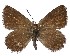  ( - Aloeides-548)  @11 [ ] by-nc-sa (2020) Jeremy Dobson Unspecified