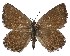  ( - Aloeides-549)  @11 [ ] by-nc-sa (2020) Jeremy Dobson Unspecified
