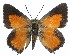  ( - Aloeides-632)  @11 [ ] by-nc-sa (2020) Jeremy Dobson Unspecified