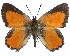  ( - Aloeides-635)  @11 [ ] by-nc-sa (2020) Jeremy Dobson Unspecified