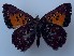  (Aloeides dryas - JD-11821SA)  @11 [ ] CreativeCommons - Attribution Non-Commercial Share-Alike (2019) Jeremy Dobson Unspecified