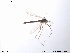  (Brillia bifida - ATNA311)  @13 [ ] CreativeCommons - Attribution Non-Commercial Share-Alike (2013) NTNU Museum of Natural History and Archaeology NTNU Museum of Natural History and Archaeology
