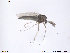  (Tvetenia verralli - ATNA361)  @12 [ ] CreativeCommons - Attribution Non-Commercial Share-Alike (2013) NTNU Museum of Natural History and Archaeology NTNU Museum of Natural History and Archaeology