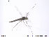  ( - ATNA442)  @13 [ ] CreativeCommons - Attribution Non-Commercial Share-Alike (2013) NTNU Museum of Natural History and Archaeology NTNU Museum of Natural History and Archaeology