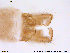  (Chaetocladius piger - ATNA468)  @13 [ ] CreativeCommons - Attribution Non-Commercial Share-Alike (2013) NTNU Museum of Natural History and Archaeology NTNU Museum of Natural History and Archaeology