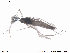  (Chaetocladius dissipatus - ATNA510)  @13 [ ] CreativeCommons - Attribution Non-Commercial Share-Alike (2013) NTNU Museum of Natural History and Archaeology NTNU Museum of Natural History and Archaeology