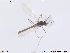  (Chaetocladius crassisaetosus - ATNA514)  @12 [ ] CreativeCommons - Attribution Non-Commercial Share-Alike (2013) NTNU Museum of Natural History and Archaeology NTNU Museum of Natural History and Archaeology