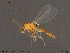  ( - ATNA524)  @12 [ ] CreativeCommons - Attribution Non-Commercial Share-Alike (2015) NTNU University Museum, Department of Natural History NTNU University Museum, Department of Natural History