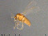  (Pseudosmittia cf. angusta - ATNA527)  @12 [ ] CreativeCommons - Attribution Non-Commercial Share-Alike (2015) NTNU University Museum, Department of Natural History NTNU University Museum, Department of Natural History