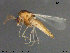  ( - ATNA545)  @11 [ ] CreativeCommons - Attribution Non-Commercial Share-Alike (2015) NTNU University Museum, Department of Natural History NTNU University Museum, Department of Natural History