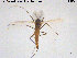  ( - ATNA547)  @13 [ ] CreativeCommons - Attribution Non-Commercial Share-Alike (2015) NTNU University Museum, Department of Natural History NTNU University Museum, Department of Natural History