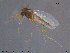  (Tokunagaia excellens - ATNA560)  @13 [ ] CreativeCommons - Attribution Non-Commercial Share-Alike (2015) NTNU University Museum, Department of Natural History NTNU University Museum, Department of Natural History