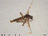  ( - ATNA564)  @12 [ ] CreativeCommons - Attribution Non-Commercial Share-Alike (2015) NTNU University Museum, Department of Natural History NTNU University Museum, Department of Natural History