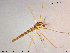  (Brillia longifurca - ATNA565)  @13 [ ] CreativeCommons - Attribution Non-Commercial Share-Alike (2015) NTNU University Museum, Department of Natural History NTNU University Museum, Department of Natural History
