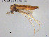  ( - ATNA569)  @11 [ ] CreativeCommons - Attribution Non-Commercial Share-Alike (2015) NTNU University Museum, Department of Natural History NTNU University Museum, Department of Natural History