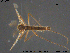  ( - ATNA576)  @12 [ ] CreativeCommons - Attribution Non-Commercial Share-Alike (2015) NTNU University Museum, Department of Natural History NTNU University Museum, Department of Natural History