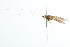  ( - 10AUCAD-004)  @13 [ ] CreativeCommons - Attribution (2010) CBG Photography Group Centre for Biodiversity Genomics
