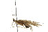  ( - 10AUCAD-013)  @13 [ ] CreativeCommons - Attribution (2010) CBG Photography Group Centre for Biodiversity Genomics