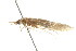  ( - 10AUCAD-025)  @13 [ ] CreativeCommons - Attribution (2010) CBG Photography Group Centre for Biodiversity Genomics