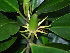  (Bruguiera sexangula - AUCASMB18)  @11 [ ] CreativeCommons - Attribution Non-Commercial (2011) Unspecified Annamalai University