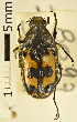  (Clithria eucnemis - AFBRC8097-01)  @11 [ ] CreativeCommons  Attribution (by) (2018) Christian Moeseneder MIC