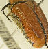  ( - MIC60971-003)  @11 [ ] CreativeCommons  Attribution (by) (2019) Christian Moeseneder AFBRC