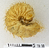  ( - MIC61101-008)  @12 [ ] CreativeCommons - Attribution Share-Alike (2017) Christian Moeseneder Research Collection of Christian H. Moeseneder, Microuniverse Cetoniinae Research Collection