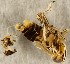  (Nothodelphax distincta - ZMUO.078799)  @11 [ ] by-nc (2023) Marko Mutanen University of Oulu
