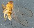 (Xanthodelphax flaveola - ZMUO.078884)  @11 [ ] by-nc (2023) Marko Mutanen University of Oulu