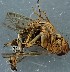  (Cosmotettix panzeri - ZMUO.078924)  @11 [ ] by-nc (2023) Marko Mutanen University of Oulu
