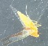  (Zygina roseipennis - ZMUO.078947)  @11 [ ] by-nc (2023) Marko Mutanen University of Oulu
