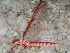  (Ulmerophlebia - JWA2560)  @13 [ ] Unspecified (default): All Rights Reserved  Unspecified Unspecified