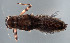  (Atalophlebia albiterminata - EPAVE2)  @13 [ ] Unspecified (default): All Rights Reserved  Unspecified Unspecified