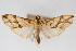  (Agrotera sp. 6ZY - CNCLEP00075401)  @11 [ ] CreativeCommons - Attribution Non-Commercial Share-Alike (2010) Jean-Francois Landry, CNC and Zhaofu Yang, BIO Canadian National Collections