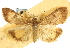  (Uresiphita maorialis - CNCLEP00088743)  @11 [ ] CreativeCommons - Attribution Non-Commercial Share-Alike (2011) Jean-Francois Landry, CNC and Zhaofu Yang, BIO Canadian National Collections