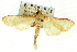  ( - CNCLEP00088796)  @11 [ ] CreativeCommons - Attribution Non-Commercial Share-Alike (2011) Jean-Francois Landry, CNC and Zhaofu Yang, BIO Canadian National Collections