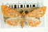  ( - CNCLEP00088840)  @11 [ ] CreativeCommons - Attribution Non-Commercial Share-Alike (2011) Jean-Francois Landry, CNC and Zhaofu Yang, BIO Canadian National Collections