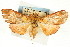  (Hyalobathra minialis - CNCLEP00088848)  @15 [ ] CreativeCommons - Attribution Non-Commercial Share-Alike (2011) Jean-Francois Landry, CNC and Zhaofu Yang, BIO Canadian National Collections