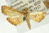  (Hyalobathra sp. 13AUPYR - CNCLEP00088864)  @11 [ ] CreativeCommons - Attribution Non-Commercial Share-Alike (2011) Jean-Francois Landry, CNC and Zhaofu Yang, BIO Canadian National Collections