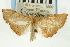  (Hyalobathra sp. 15AUPYR - CNCLEP00088868)  @11 [ ] CreativeCommons - Attribution Non-Commercial Share-Alike (2011) Jean-Francois Landry, CNC and Zhaofu Yang, BIO Canadian National Collections