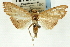 ( - CNCLEP00088871)  @11 [ ] CreativeCommons - Attribution Non-Commercial Share-Alike (2011) Jean-Francois Landry, CNC and Zhaofu Yang, BIO Canadian National Collections