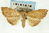  ( - CNCLEP00088872)  @11 [ ] CreativeCommons - Attribution Non-Commercial Share-Alike (2011) Jean-Francois Landry, CNC and Zhaofu Yang, BIO Canadian National Collections